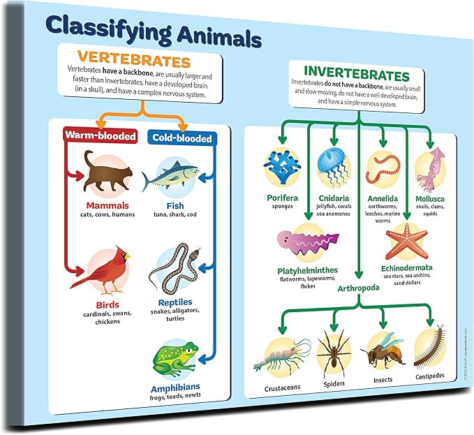 Animal Classification Chart For Children