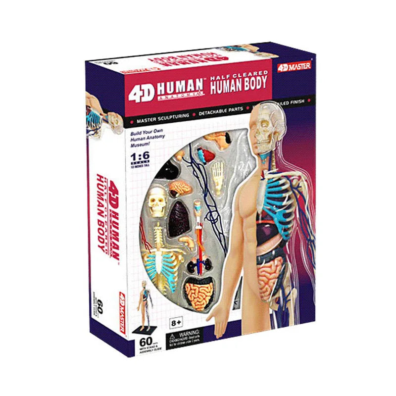 Human Anatomy - Digestive system toys