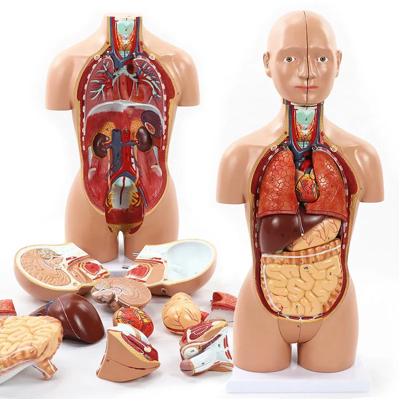 Human Anatomy - Digestive system toys