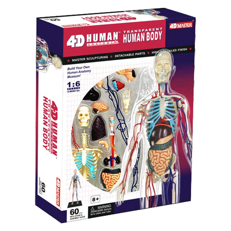 Human Anatomy - Digestive system toys