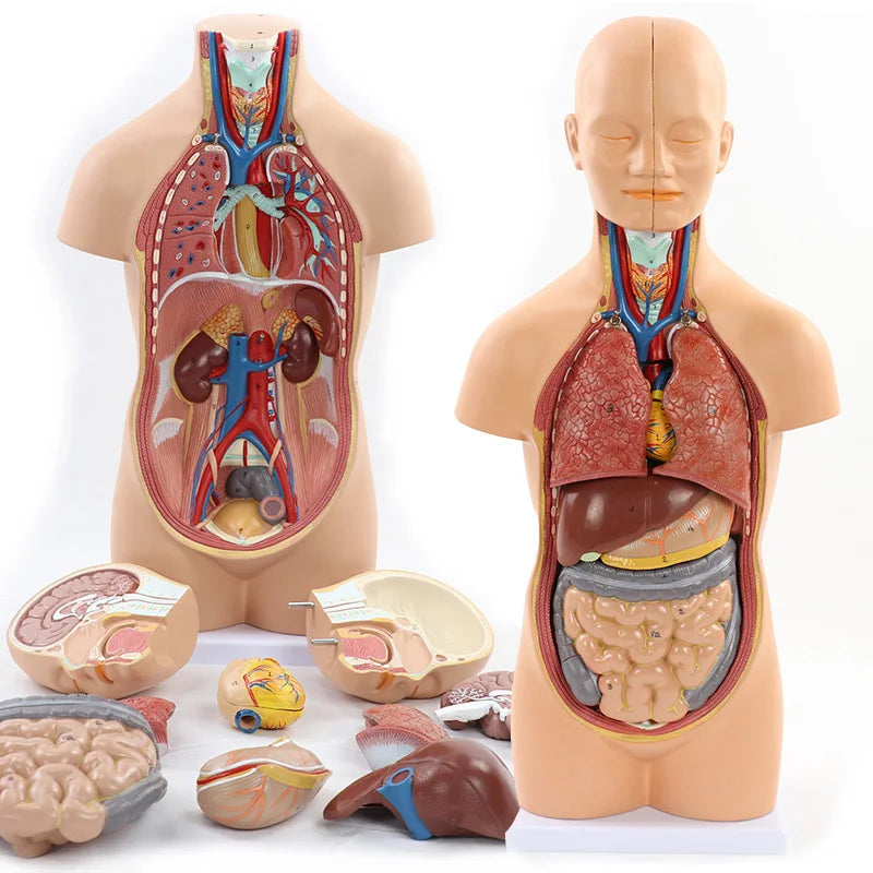 Human Anatomy - Digestive system toys