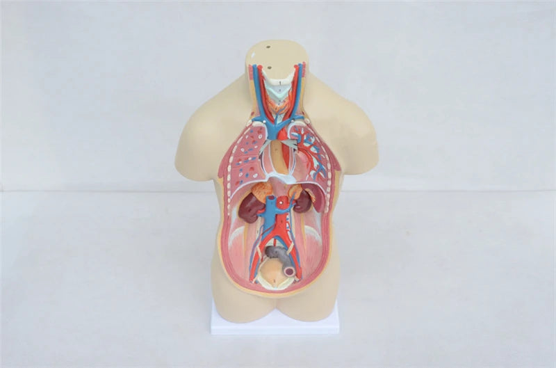 Human Anatomy - Digestive system toys