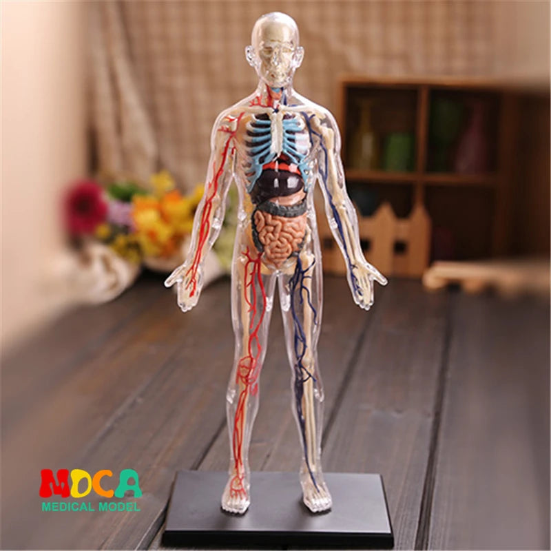 Human Anatomy - Digestive system toys