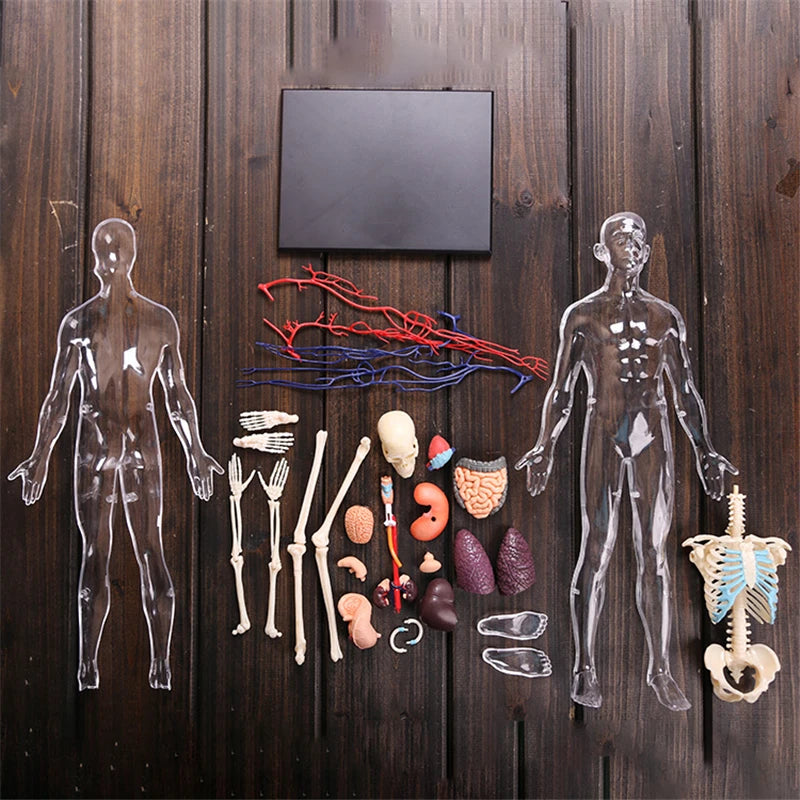 Human Anatomy - Digestive system toys