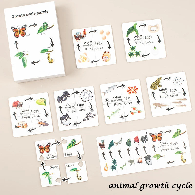 Life Cycle of animals and plants toys or puzzles