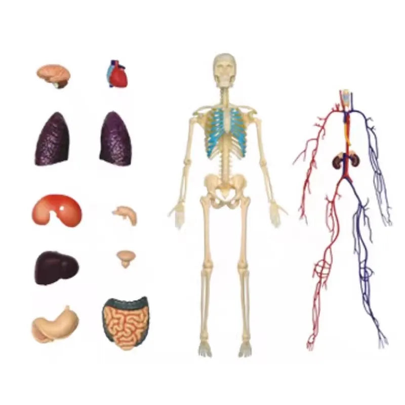 Human Anatomy - Digestive system toys