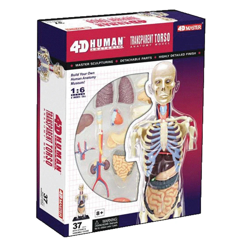 Human Anatomy - Digestive system toys