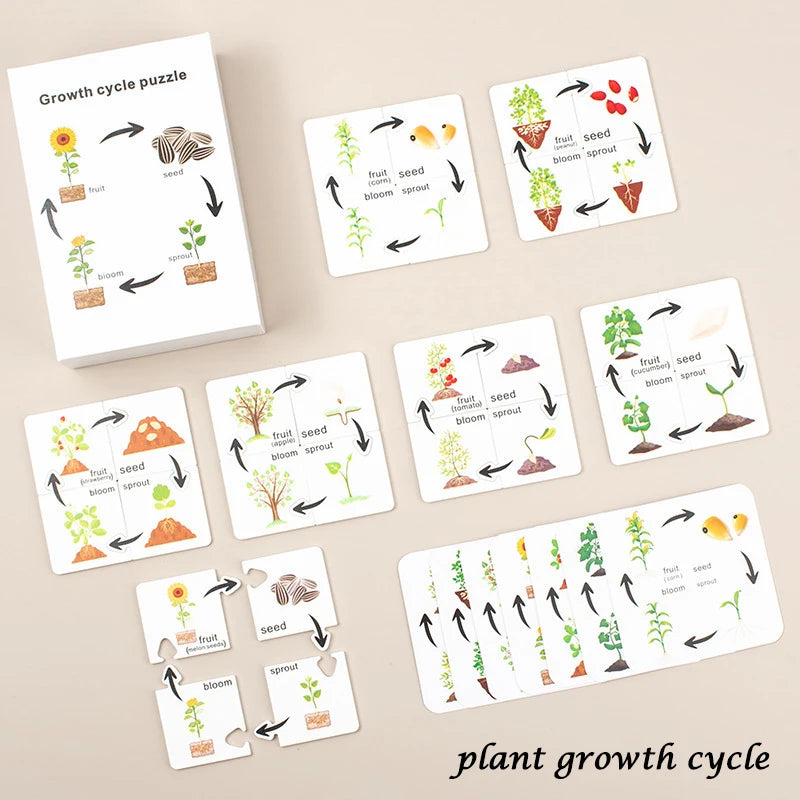 Life Cycle of animals and plants toys or puzzles