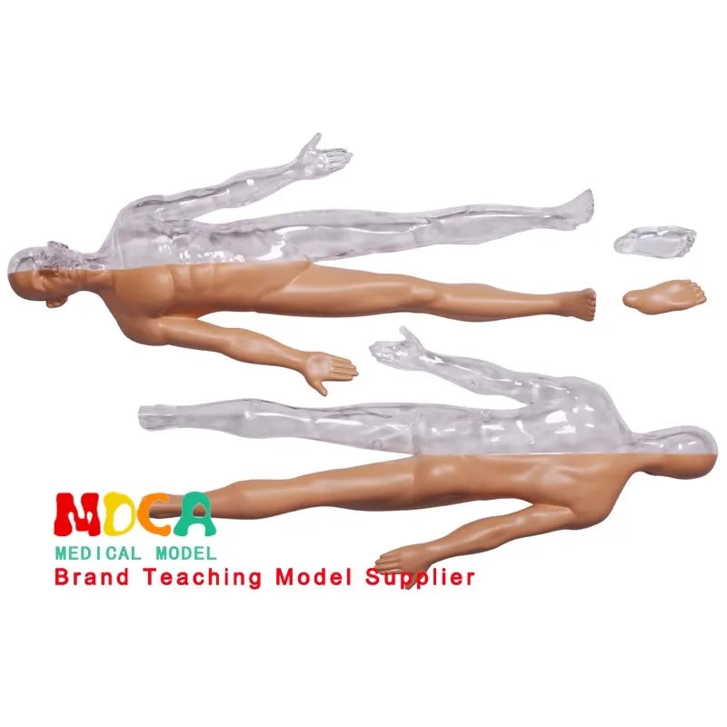 Human Anatomy - Digestive system toys