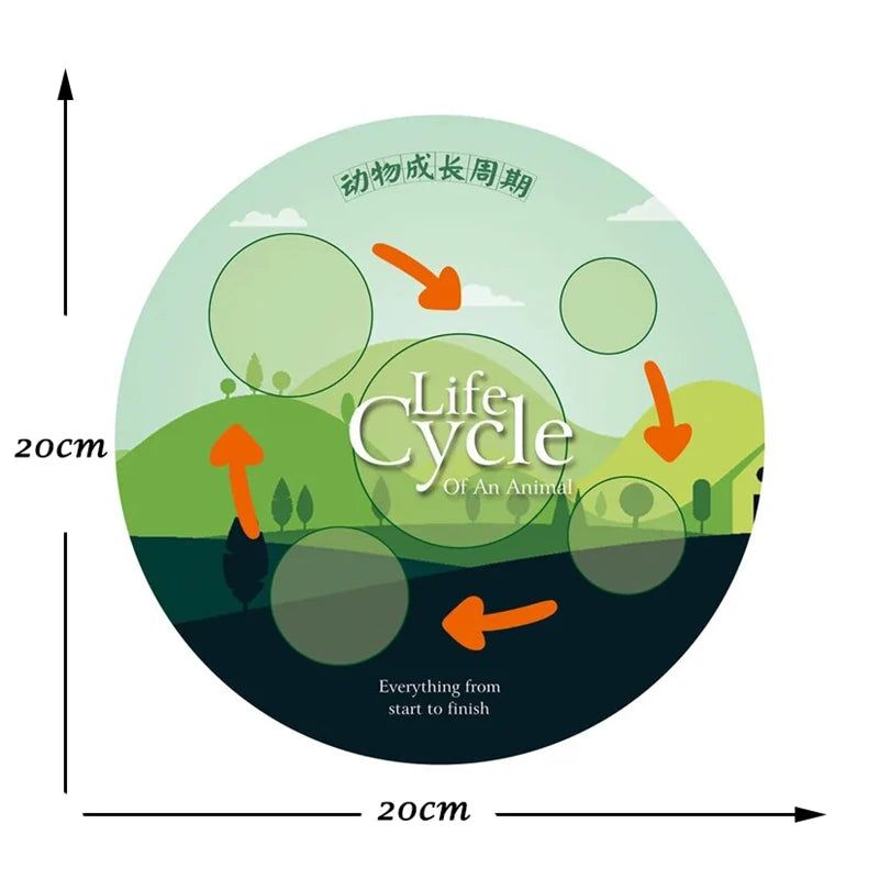 Life Cycle of animals and plants toys or puzzles