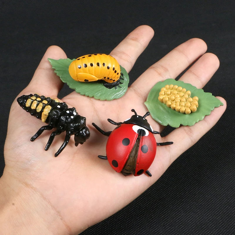 Life Cycle of animals and plants toys or puzzles