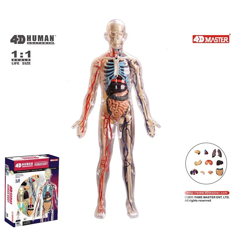 Human Anatomy - Digestive system toys