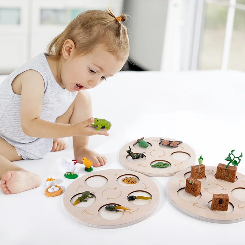 Life Cycle of animals and plants toys or puzzles