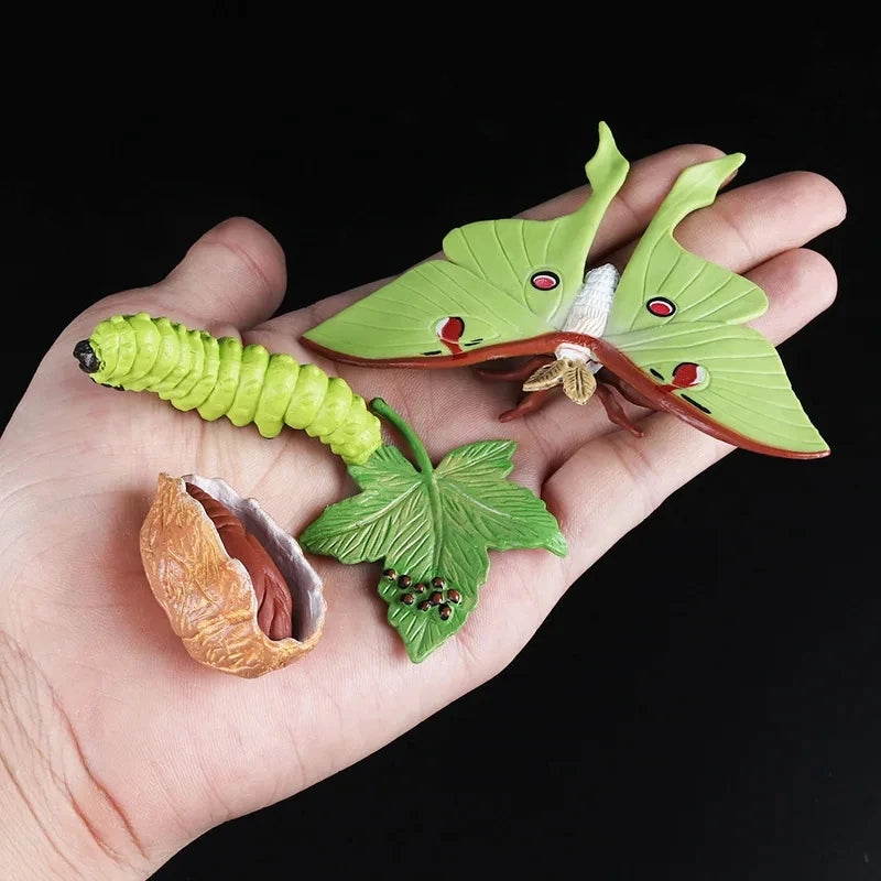 Life Cycle of animals and plants toys or puzzles