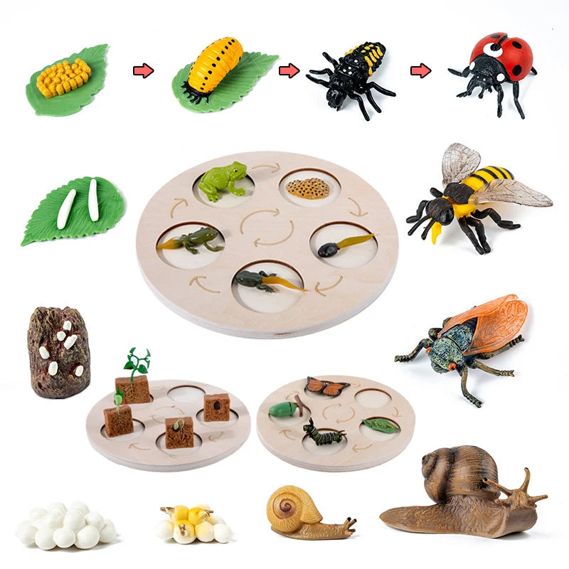 Life Cycle of animals and plants toys or puzzles